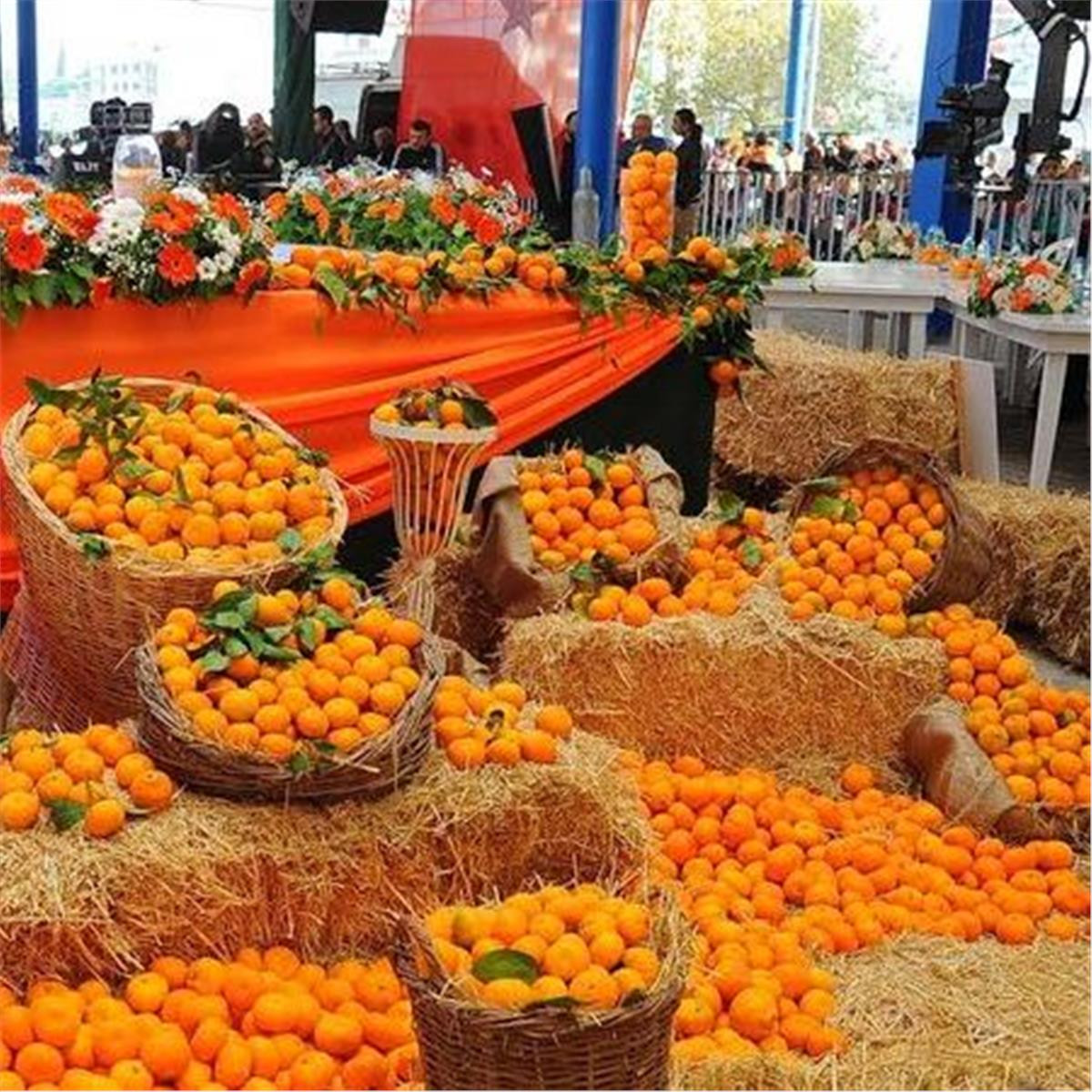 SEFERİHİSAR MANDALİNA FESTİVALİ